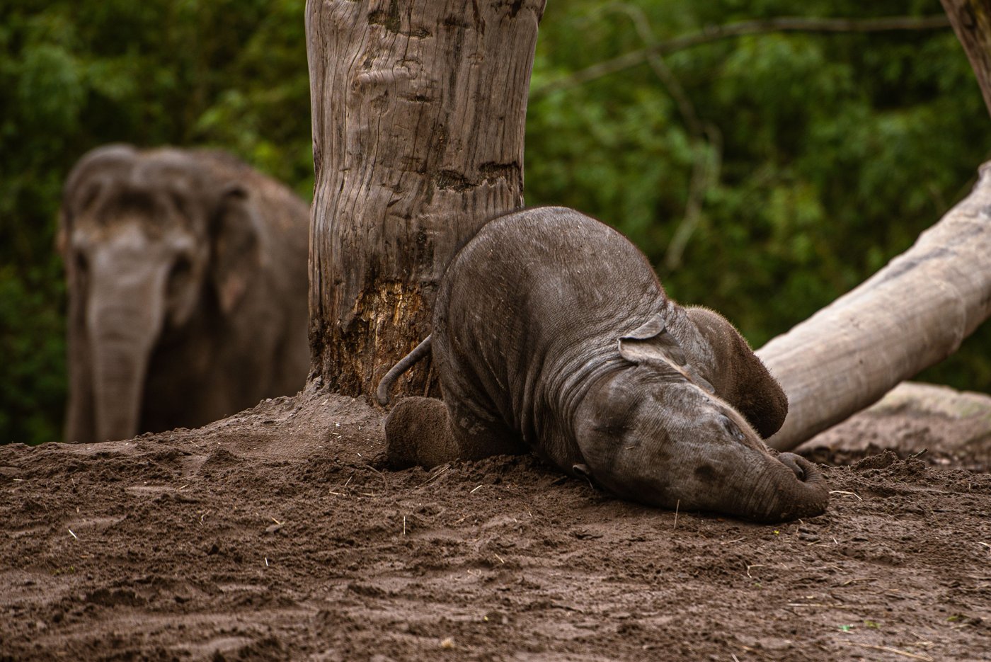 An elephant calf resting beside a tree with an adult elephant in the background.