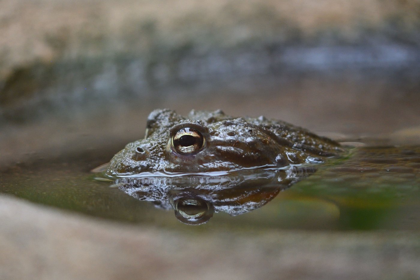 A frog partly submerged in pond water, with its eye reflected on the surface.
